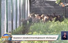 กรมอุทยานฯ ปล่อยสัตว์ป่าหายากคืนสู่ธรรมชาติ เพื่อป่าสมบูรณ์