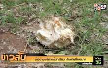 ช้างป่าบุกทำลายต้นทุเรียน เสียหายสี่แสนบาท