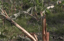 ช้างป่าทำลายพืชผล จ.สุราษฎร์ธานี