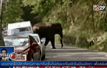 ช้างป่าหลุดเขตอนุรักษ์ธรรมชาติในจีน
