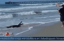 จระเข้เกยตื้นหาดในสหรัฐฯ