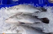 โควิด-19 กระทบประมง