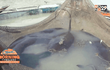 พบปลากระเบนราหูยักษ์ หนัก 200 กก.