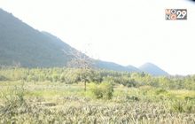 ป.ป.ช.ยังไม่ลงตรวจสอบทรัพย์สิน “ปารีณา”