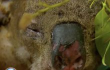 “ลูอิส” โคอาลาเหยื่อไฟป่าออสเตรเลียเสียชีวิตแล้ว