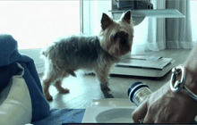 โรงแรมห้าดาวสำหรับสัตว์เลี้ยง