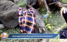 เร่งช่วยลูกช้างป่าพลัดตกคูกันช้างอุทยานฯเขาสอยดาว