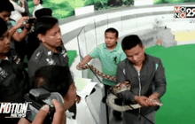 ตรวจสอบเหตุงูกัดนักท่องเที่ยวต่างชาติ