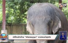 มิติใหม่ช้างไทย “พังยายบุญมา” อวดผมม้าสุดปัง