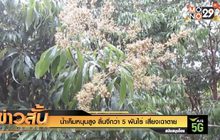 น้ำเค็มหนุนสูง ลิ้นจี่กว่า 5 พันไร่ เสี่ยงเฉาตาย