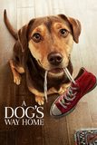 A Dog’s Way Home เพื่อนรักผจญภัยสี่ร้อยไมล์