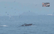 นักท่องเที่ยวแห่ชมวาฬบรูด้า