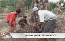เกษตรกรปลูกปาล์ม โค่นต้นปาล์มน้ำมัน