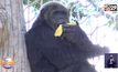 ให้รางวัล “เจ้าจ้อน” ลิงชิมแปนซีแสนรู้ทายผลบอลยูโร