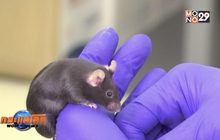 NASA ส่งหนูทดลองขึ้นไปบนดวงจันทร์