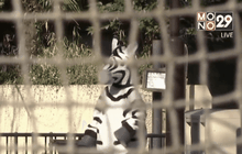 สวนสัตว์ญี่ปุ่นซ้อมรับมือสัตว์แหกกรง