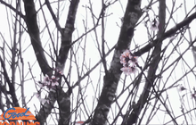 ซากุระบานที่ภูลมโล