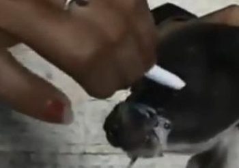 สาวโหดจับลูกสุนัขมัดปาก เอาบุหรี่จี้ตา