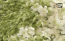 กล้วยไม้ขาวราคาแพงขึ้นกว่าเท่าตัว