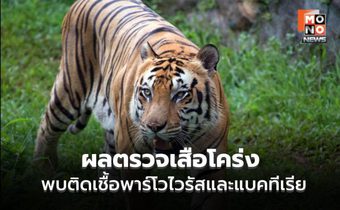พบเชื้อพาร์โวในเสือแม่ริม–แม่แตง เร่งคุมโรค