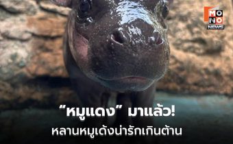 เปิดตัว “หมูแดง” ลูกฮิปโปแคระ ดาวเด่นสวนสัตว์โคราช