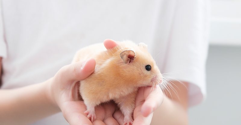 หนู
