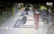 หมีโผล่กลางห้างดังในรัสเซีย