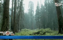 ต้นเซควาย่ากับความแห้งแล้ง