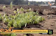 จ.นครราชสีมา “หนอนต้นขี้เหล็ก” ชวนขนลุกกลายเป็นผีเสื้อแล้ว