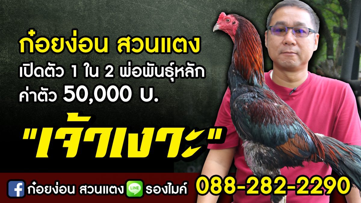 ก๋อยง่อน สวนแตง เปิดตัวพ่อพันธุ์นำเข้า “เจ้าเงาะ” ค่าตัว 50,000 บ.