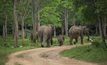 พบถิ่นอาศัย “ช้างเอเชีย” สูญหายไปแล้ว เกือบ 2 ใน 3 จากการตัดไม้ทำลายป่านับศตวรรษ