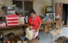 กำหนดให้ขึ้นทะเบียนฟรี สุนัข-แมว ในรอบแรก
