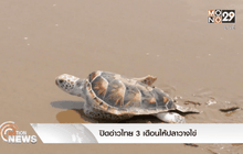 ปิดอ่าวไทย 3 เดือนให้ปลาวางไข่