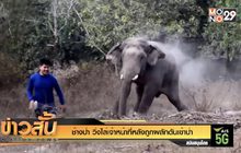 ช้างป่า วิ่งไล่เจ้าหน้าที่หลังถูกผลักดันเข้าป่า