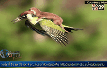 เพียงพอนขี่นกหัวขวาน