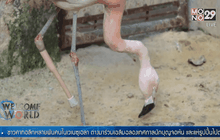 ขาเทียมนกฟลามิงโกในบราซิล