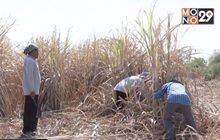 ชงเงินช่วยเหลือชาวไร่อ้อยเข้า ครม.พรุ่งนี้