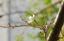 ดอกซากุระในญี่ปุ่นบานก่อนกำหนด