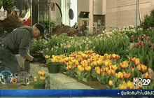 เทศกาลดอกไม้ฟิลาเดลเฟีย