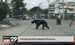 ทหารต้อนจับหมีควายหลุดมาวิ่งบนถนน