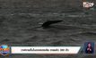 ​วาฬเกยตื้นในออสเตรเลีย ตายแล้ว 380 ตัว