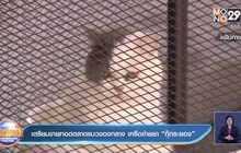 เตรียมขายทอดตลาดแมวของกลาง เครือข่ายยา “กุ๊กระยอง”