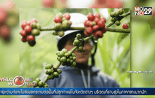 พายุหว่ามก๋อไม่กระทบผลผลิตกาแฟเวียดนาม