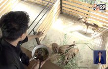 “ร้านก๋วยเตี๋ยวเตาฟืน” กินเตี๋ยวชมกวางฟรี