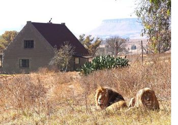พาชม บ้านพักตากอากาศ พร้อมสิงโตเพื่อนบ้านกว่า 77 ตัว!