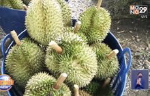 ททท.ตรัง เตรียมดันทุเรียนเกรดเอ เป็นสินค้าที่ระลึก
