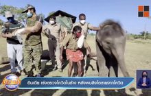 อินเดีย เร่งตรวจโควิดในช้าง หลังมีสิงโตตายจากโควิด