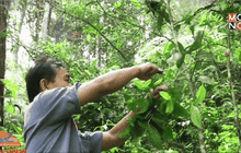 แหล่งท่องเที่ยว “แม่กำปอง” สร้างรายได้ชุมชน