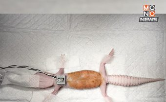 ผ่าไข่ค้างในตุ๊กแก! เปิดภาวะ POFS ที่ไม่ควรมองข้ามในสัตว์เลื้อยคลาน