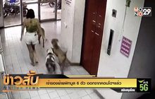 เจ้าของย้ายพิทบูล 6 ตัว ออกจากคอนโดฯแล้ว